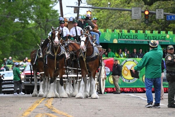 The Budweiser Clydesdales lead the Mockler Beverage float during the 2023 St. Patrick's Day parade